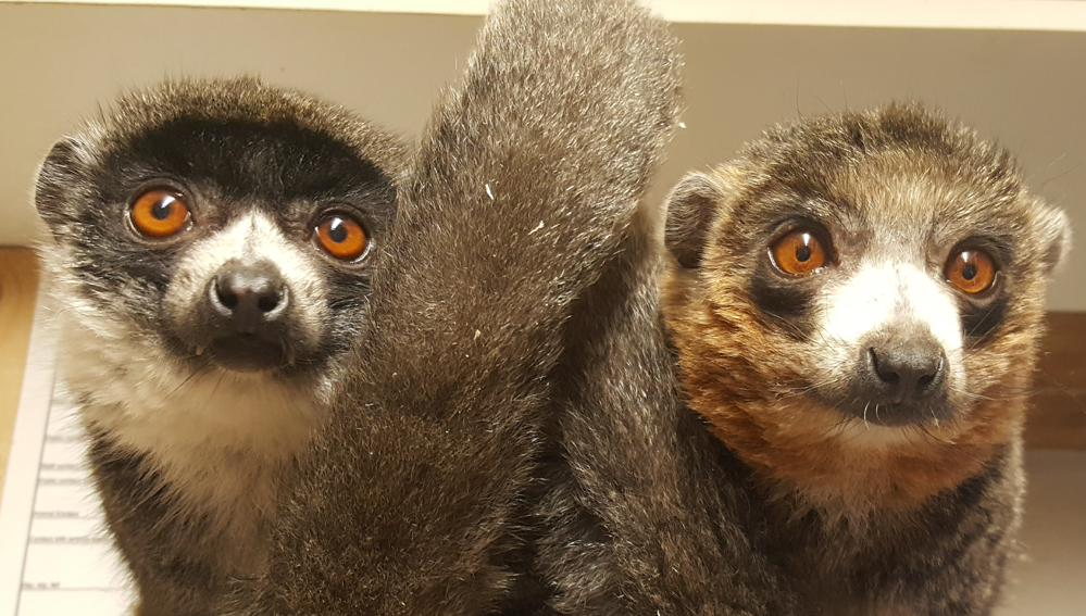 Flamingo Land Resort launches Zoo TV | BIAZA